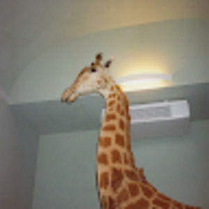 Meet your Posher, Justin